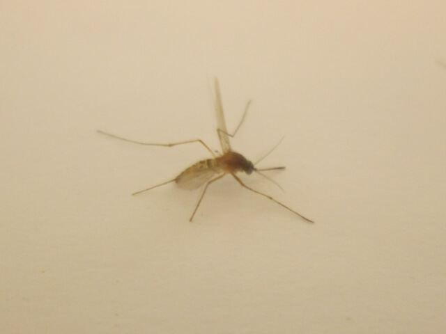 茶色い蚊