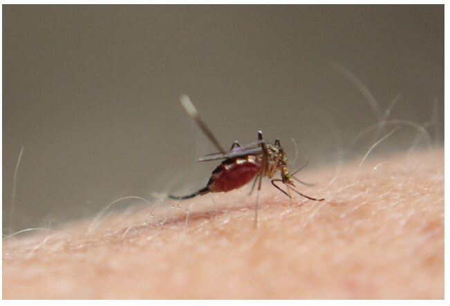 蚊に刺されやすい人 病気