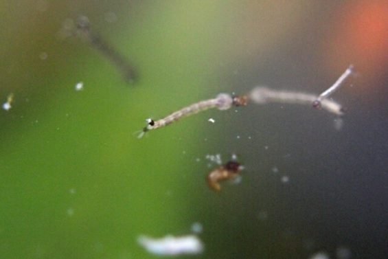 コガネムシの中に生息する幼虫と蛹
